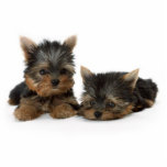 Porte-clé Photo Sculpture Chiots du Yorkshire Terrier<br><div class="desc">Yorkshire Terrier Puppies Photo Sculpture</div>