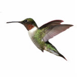Porte-clé Photo Sculpture Colibri Ruby Throsé<br><div class="desc">Ce charmant porte - clé 3D est un colibri à gorge rubis</div>