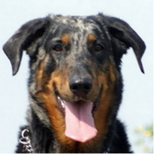 Porte-clé Photo Sculpture harlequin Beauceron