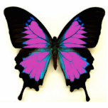 Porte-clé Photo Sculpture Papillon noir et bleu rose pour un ami<br><div class="desc">Grand cadeau quotidien. Fait de l'acrylique avec le porte-clés en métal</div>