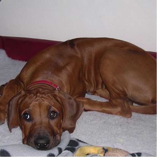 Porte-clé Photo Sculpture Rhodesian_Ridgeback_puppy (Devant)