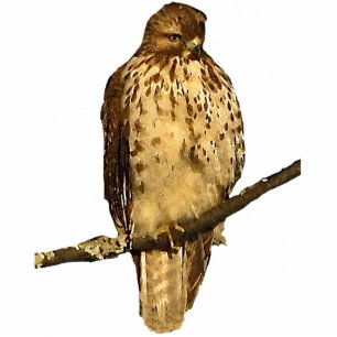 Porte-clé Photo Sculpture Sculpture acrylique de faucon rouge