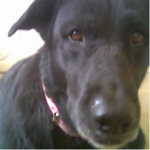 PORTE-CLÉ PHOTO SCULPTURE SCULPTURE PHOTO DU LABORATOIRE NOIR DU CHIEN