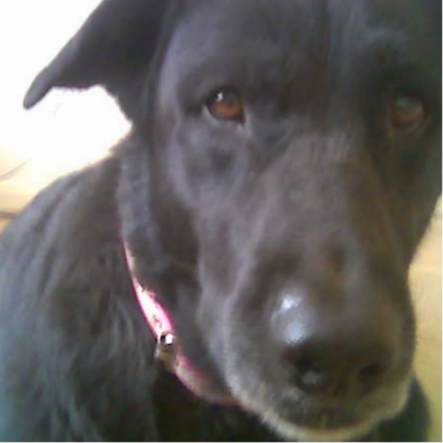 PORTE-CLÉ PHOTO SCULPTURE SCULPTURE PHOTO DU LABORATOIRE NOIR DU CHIEN (Devant)