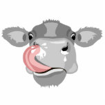 Porte-clé Photo Sculpture vache lécher le nez<br><div class="desc">Vous pouvez TRANSFÉRER ce DESIGN à d'autres produits Zazzle. Vous pouvez cliquer sur CUSTOMISER PLUS LOIN pour ajouter, modifier, supprimer ou modifier des détails comme la couleur ou le texte arrière - plan. Les conceptions sont faites dans des graphiques vectoriels haute résolution pour une impression professionnelle. Merci pour choisir mes...</div>