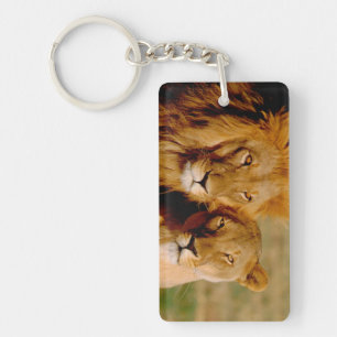Porte-clefs Afrique, Namibie, Okonjima. Lion & lionne