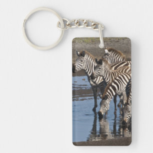 Porte-clefs Afrique. Tanzanie. Zèbres buvant à Ndutu