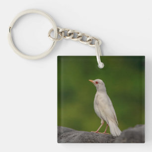 Porte-clefs Albino Robin dans Crown Point