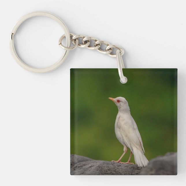 Porte-clefs Albino Robin dans Crown Point (Devant)