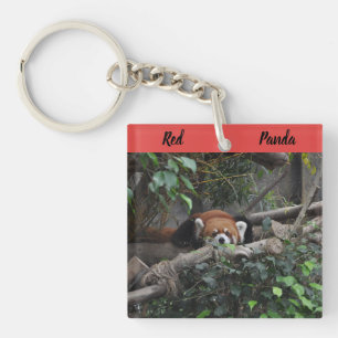 Porte-clefs Alerte Red Panda dans un zoo