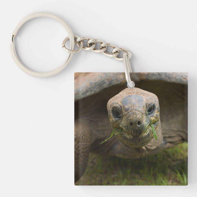 Porte-clefs Alimentation Aldabra Tortoise (Devant)