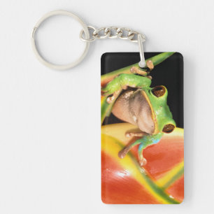 Porte-clefs Amérique du Sud, Équateur, Amazonie. Grenouille ar