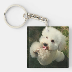 Porte-clefs Animaux domestiques, chien, caniche