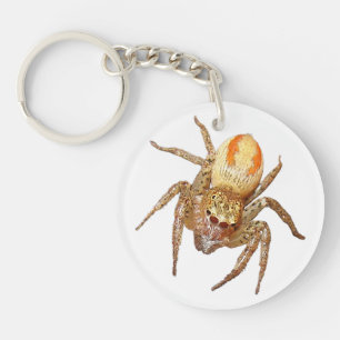 Porte-clefs Araignée sauteuse dimorphe (Maevia inclemens)