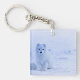 Porte-clefs Arctic Fox, Islande, photo,
