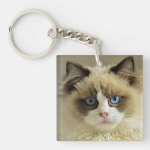 Porte-clefs Beau chat Ragdoll aux yeux bleus