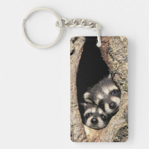 Porte-clefs Bébés ratons laveurs dans la cavité d'un arbre Pro