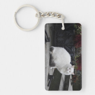 Porte-clefs Belle Chat Blanc Sur Une Grave