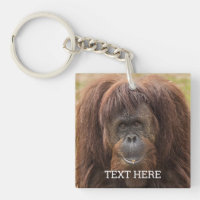 Belle photographie de Borneo Orangutan