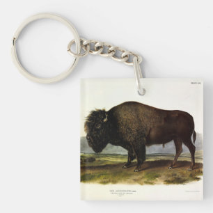Porte-clefs Bison américain, ou bison (bison) - Audubon