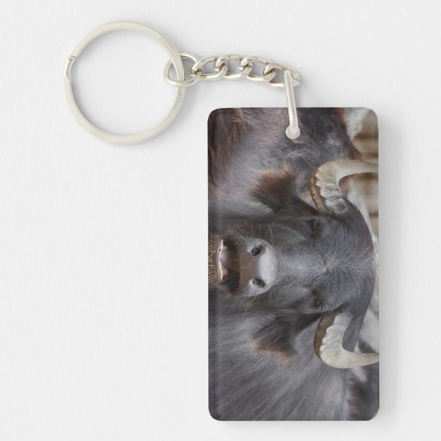 Porte-clefs Bubalus bubalis (Devant)