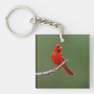 Porte-clefs Cardinal du Nord