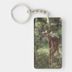 Porte-clefs Cerf à queue blanche, Odocoileus virginianus