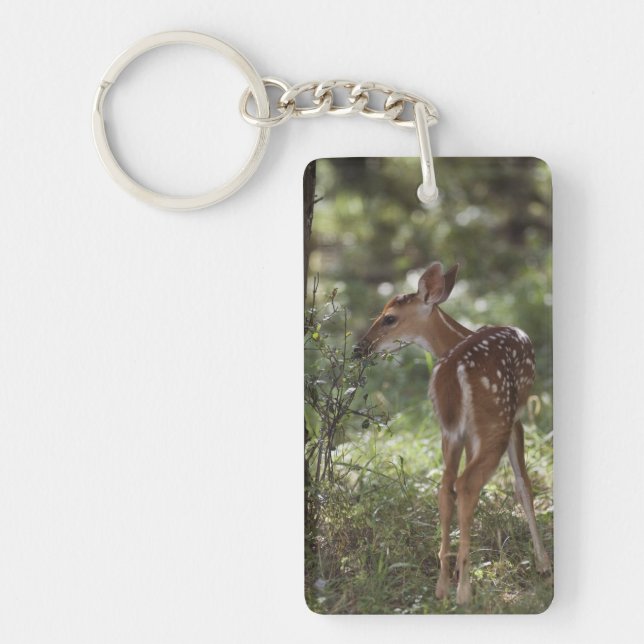 Porte-clefs Cerf à queue blanche, Odocoileus virginianus (Devant)