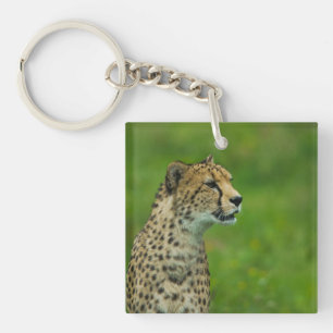 Porte-clefs Cheetah Sur Un Point De Vue