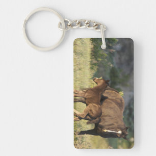 Porte-clefs Chevaux sauvages au parc national Theodore Rooseve