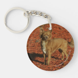 Porte-clefs Chiwawa regardant l'appareil-photo