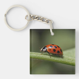Porte-clefs Coccinelle Insecte