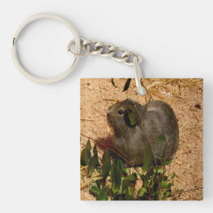 Porte-clefs Cochon de Guinée Brown, en douceur,