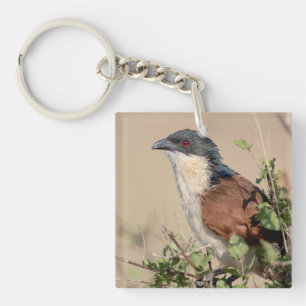 Porte-clefs Coucal de Burchell