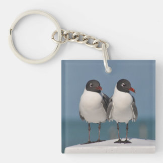 Porte-clefs Couple de mouettes à tête noire
