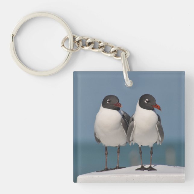 Porte-clefs Couple de mouettes à tête noire (Devant)
