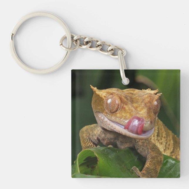 Porte-clefs Crested Gecko (Devant)