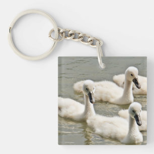 Porte-clefs Cygnets de cygne nager