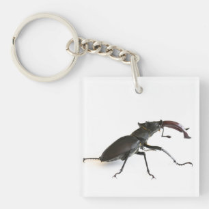 Porte-clefs Dendroctone du pin