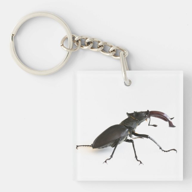 Porte-clefs Dendroctone du pin (Devant)