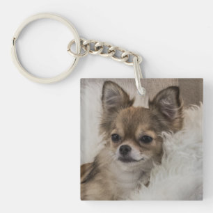 Porte-clefs Détente du Chihuahua gâté