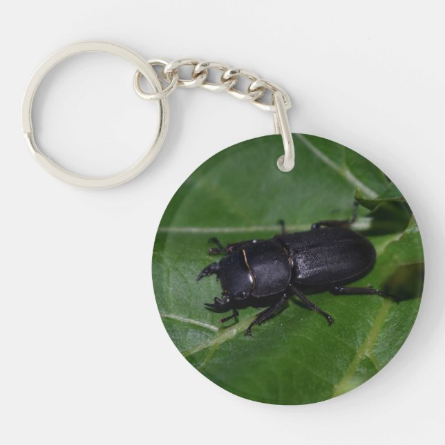 Porte-clefs Dorcus parallelipipedus, le moindre dendroctone du (Devant)