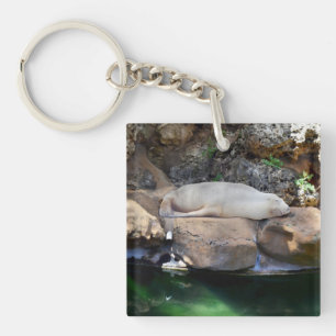 Porte-clefs Drôle Lion De Mer Blanche Dormir Sur Les Rochers,