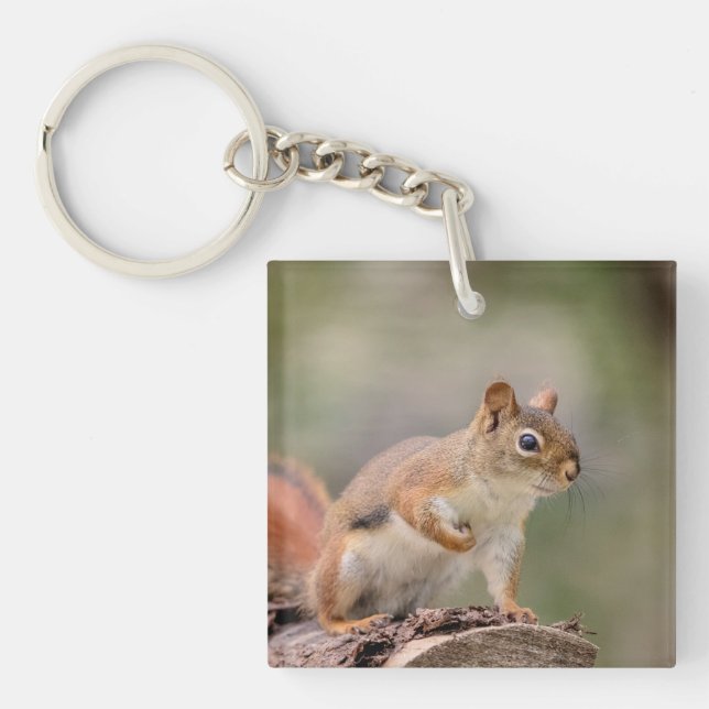 Porte-clefs Écureuil rouge (Devant)