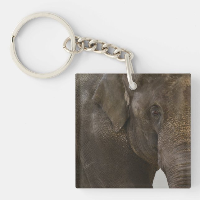 Porte-clefs Eléphant proche (Devant)
