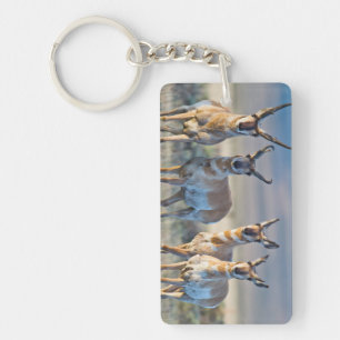 Porte-clefs États-Unis, Wyoming, quatre antilopes pronghorn mâ