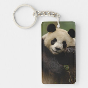 Porte-clefs Famille du panda géant (Ailuropoda melanoleuca)