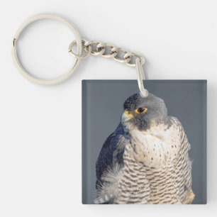 Porte-clefs Faucon pèlerin le long de la rivière Hudson