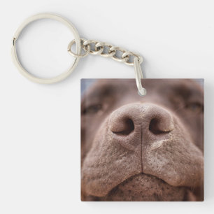 Porte-clefs Fermeture du nez du Labrador au chocolat