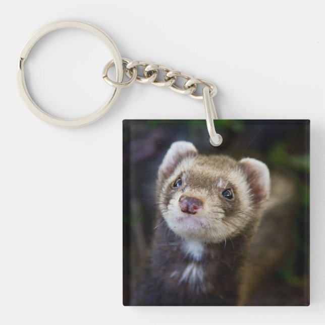 Porte-clefs Ferret (Devant)